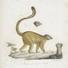 [Quadrumanes] 1. Mongous mâle; 2. Tête de sa Femelle