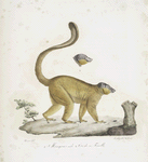 [Quadrumanes] 1. Mongous mâle; 2. Tête de sa Femelle