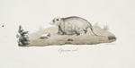 [Insectivores] Opossum, mâle