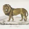 [Carnivores] Lion du Sénégal