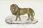 [Carnivores] Lion du Sénégal