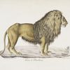 [Carnivores] Lion de Barbarie