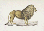 Carnivores  Lion de Barbarie.