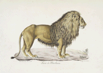 [Carnivores] Lion de Barbarie