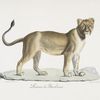 [Carnivores] Lionne de Barbarie