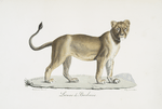 [Carnivores] Lionne de Barbarie