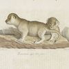 [Carnivores] Lionceaux âgé d'un jour