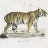 [Carnivores] Tigre royal, femelle