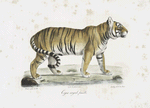 Carnivores Tigre royal, femelle.