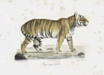 [Carnivores] Tigre royal, femelle