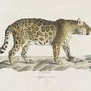 Carnivores Jaguar mâle.
