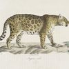 [Carnivores] Jaguar mâle