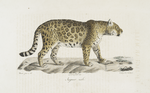 Carnivores Jaguar mâle.