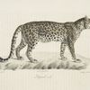 [Carnivores] Léopard mâle