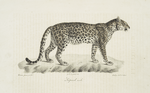 [Carnivores] Léopard mâle