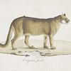[Carnivores] Cougouar femelle