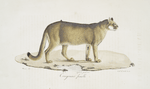 [Carnivores] Cougouar femelle