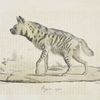 [Carnivores] Hyène Rayée