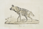 [Carnivores] Hyène Rayée