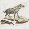 [Carnivores] Hyène tachetée [Hyoena spotted]