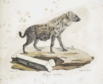 Carnivores] Hyène tachetée. [Hyoena spotted]