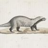[Carnivores] Grison