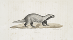 [Carnivores] Grison