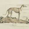[Carnivores] Chien Lévrier [Leporarius]