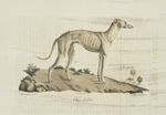 [Carnivores] Chien Lévrier [Leporarius]