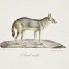 [Carnivores] Chacal de l'Inde, mâle