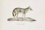 [Carnivores] Chacal de l'Inde, mâle