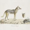 [Carnivores] Chacal du Sénégal