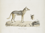 [Carnivores] Chacal du Sénégal