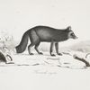 [Carnivores] Renard Argente