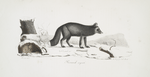 [Carnivores] Renard Argente