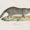 [Carnivores] Genette, mâle [Viverra Mallaccensis, Viverra Tigrina, Viverra Capensis, Viverra Genetta]