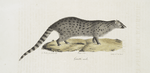 [Carnivores] Genette, mâle [Viverra Mallaccensis, Viverra Tigrina, Viverra Capensis, Viverra Genetta]