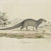 [Carnivores] Mangouste