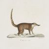 [Carnivores] Coati roux, mâle