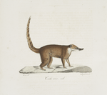 [Carnivores] Coati roux, mâle