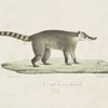 [Carnivores] Coati brun femelle