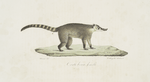 [Carnivores] Coati brun femelle