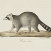 [Carnivores] Raton, mâle