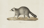 [Carnivores] Raton, mâle