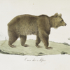 [Carnivores] Ours des Alpes