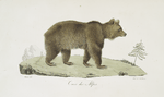 [Carnivores] Ours des Alpes