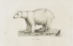 [Carnivores] Ours Polaire