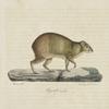 [Rongeurs] Agouti, mâle