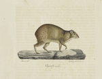[Rongeurs] Agouti, mâle