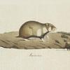 [Rongeurs] Hamster